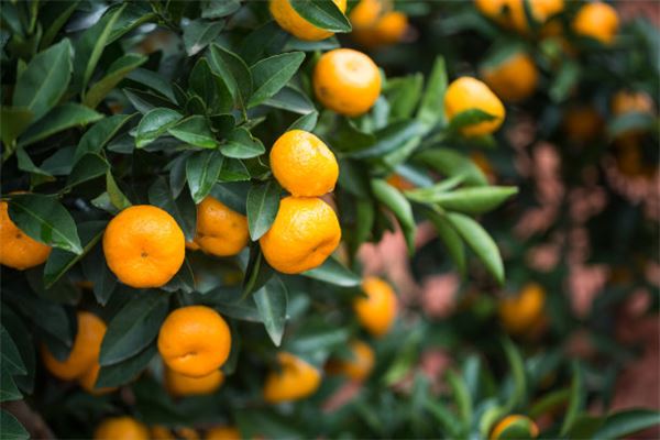 梦见女孩送给我橘子是什么意思