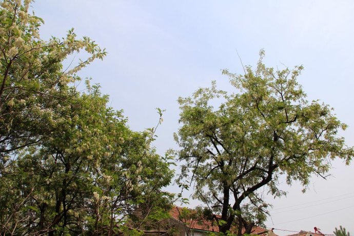 梦见橘子花开是什么意思