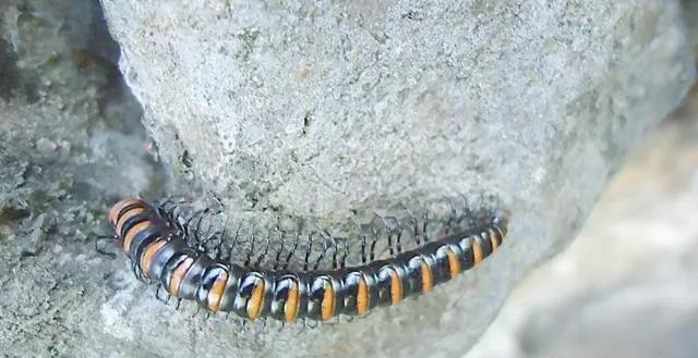 梦见土里很多虫是