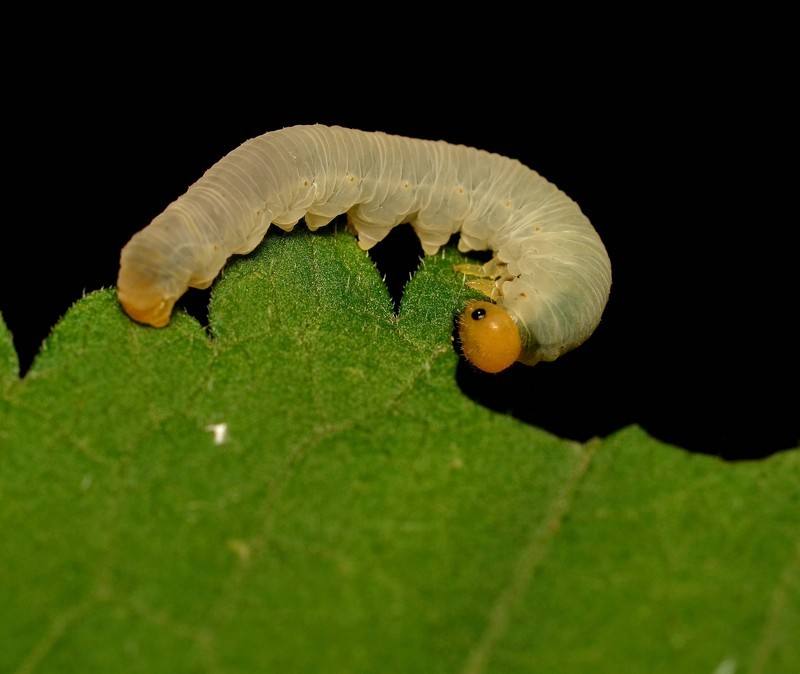 梦见家里有小虫子是什么意思