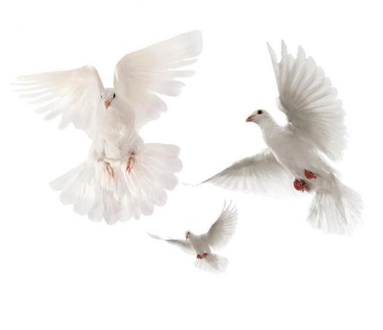 梦见鸽子屎是什么意思