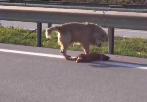 梦见狗被车撞了是什么意思