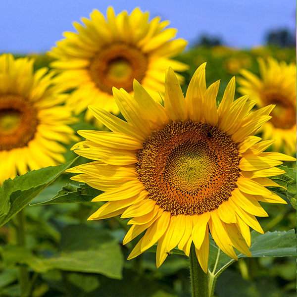 梦见葵花籽是什么意思