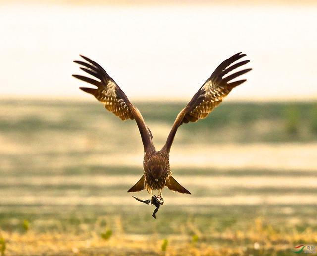 梦见鹰在吃肉是什么意思