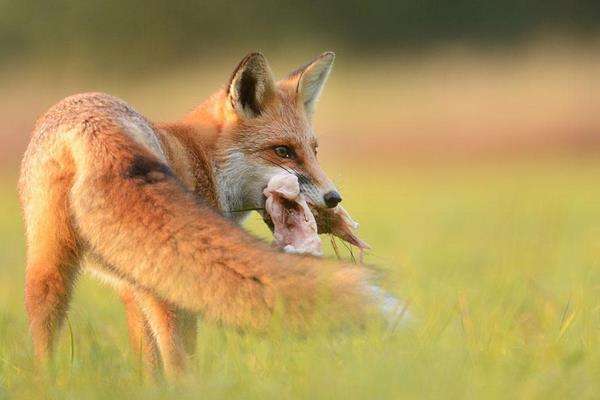 梦见被狐狸咬手是什么意思