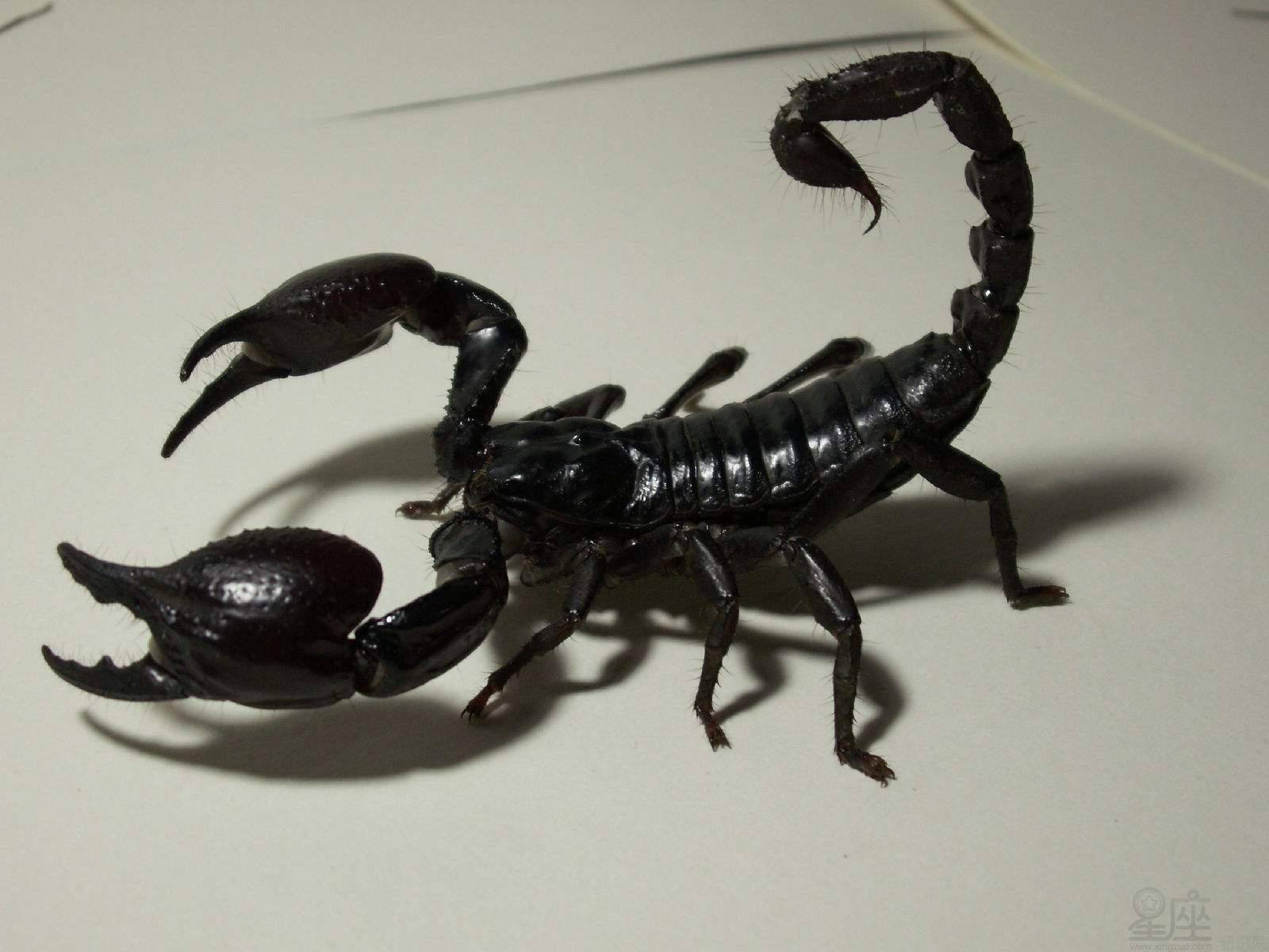 梦见被蝎子咬是什么意思