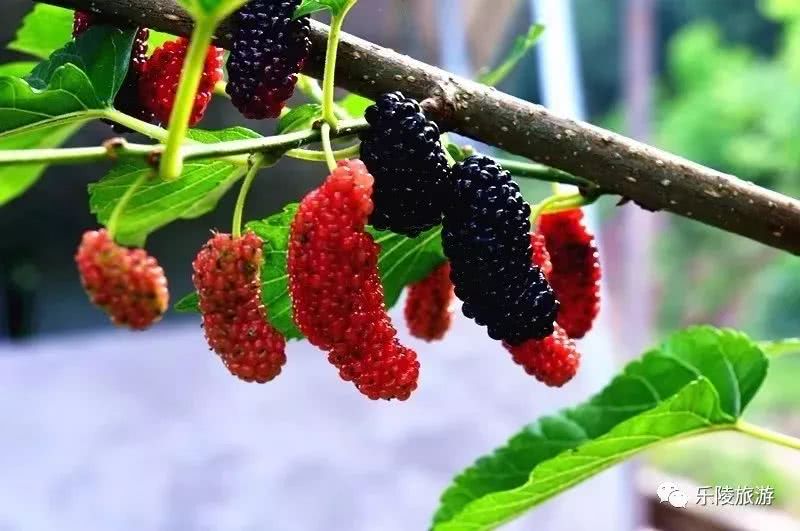 梦见摘桑椹是什么意思