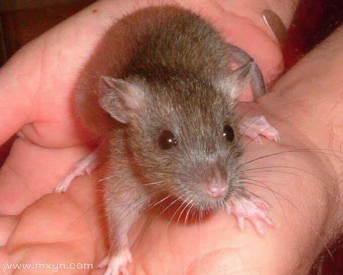 梦见妈妈手被老鼠咬是什么意思