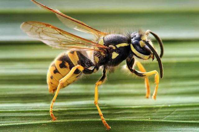 梦见自己被大黄蜂咬了一口是什么意思