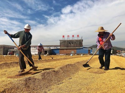 梦见晒谷子是什么意思