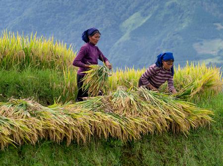 梦见收粮食是什么意思