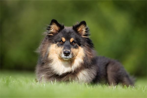 梦见一群狗追我是什么意思