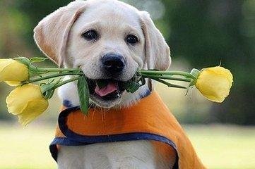 梦见自己杀死一条狗是什么意思