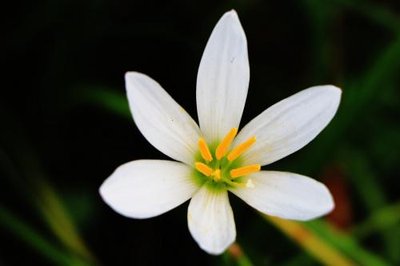 梦见头戴白花是什么意思