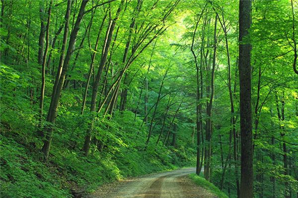 梦见挖植物是什么意思