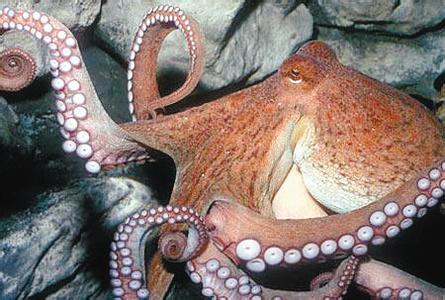 梦见抓章鱼是什么意思