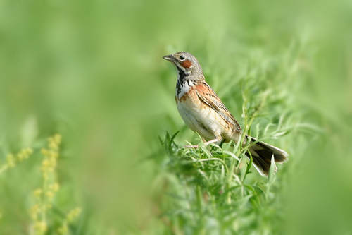 梦见许多鸟是什么意思
