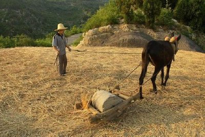 梦见碾麦子是什么意思