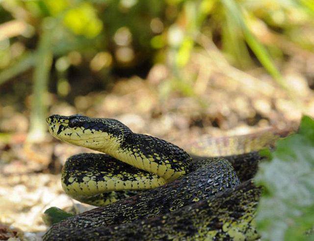 梦见蛇想吃小鸡是什么意思