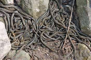 梦见蛇窝是什么意思