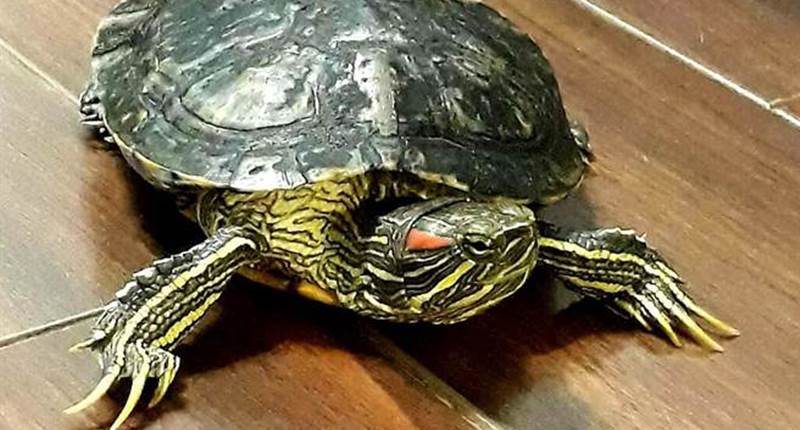 梦见死鱼死龟是什么意思