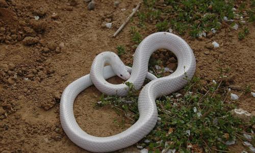 梦见黑蛇还有白蛇是什么意思