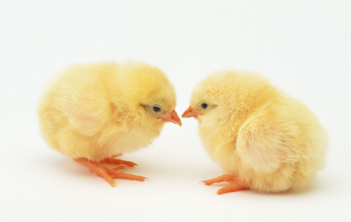 梦见别人送你小鸡是什么意思