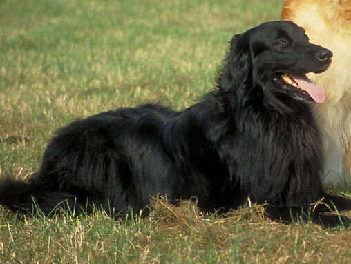 梦见残疾的狗是什么意思