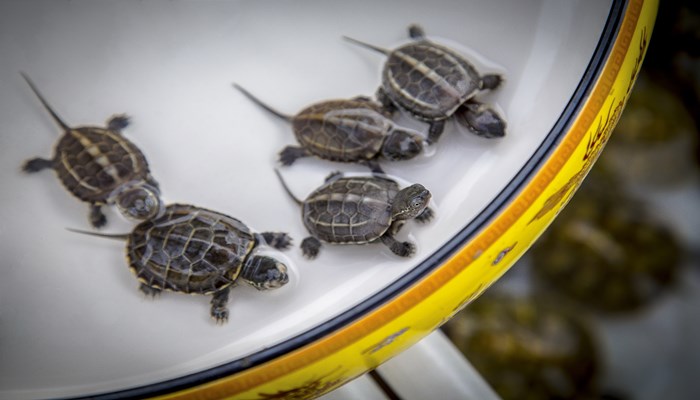 梦见大小不一的好多乌龟是