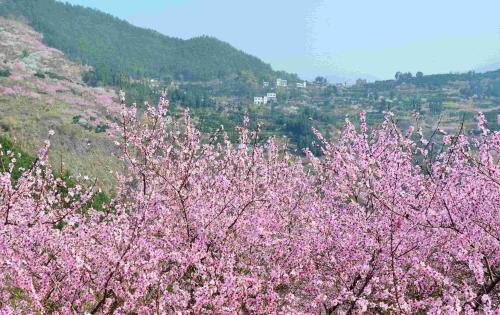 梦见开满桃花的大桃树是什么意思