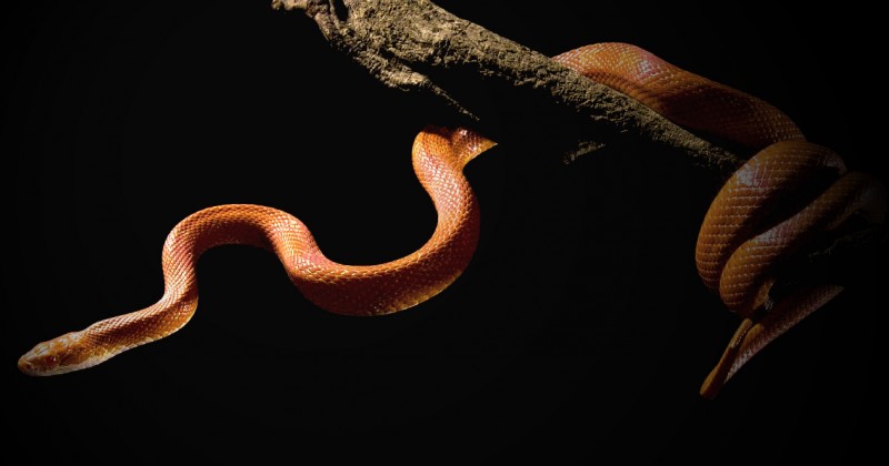 梦见被蛇缠腿是什么意思