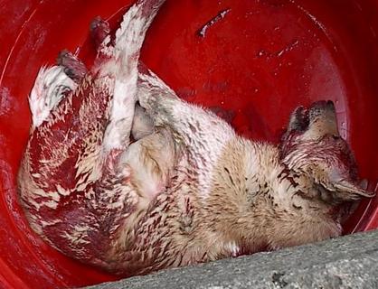 梦见别人杀狗是什么意思