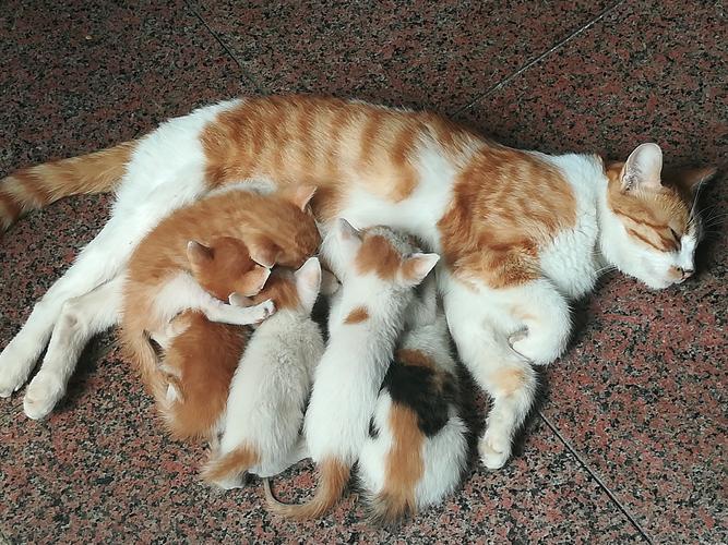 梦见猫生崽子了是什么意思