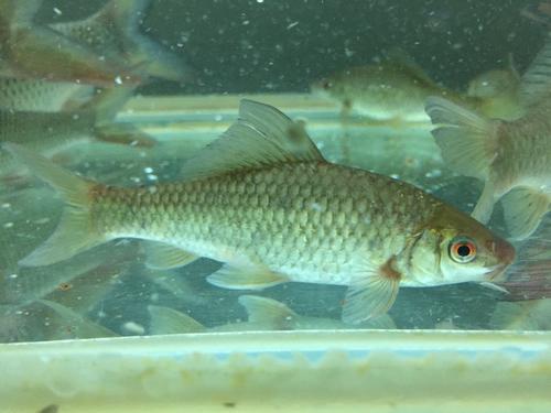 梦见红眼睛的大鱼是什么意思