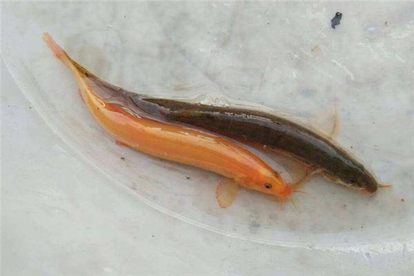 梦见杀泥鳅是什么意思