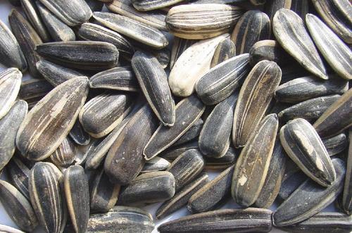 梦见嘴巴里吐好多瓜子壳是什么意思