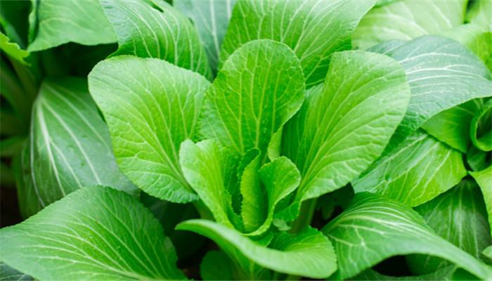 梦见青菜被人偷什么意思