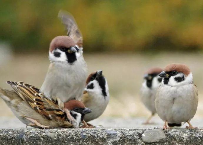 梦见我跟一只很大的麻雀打架是什么意思