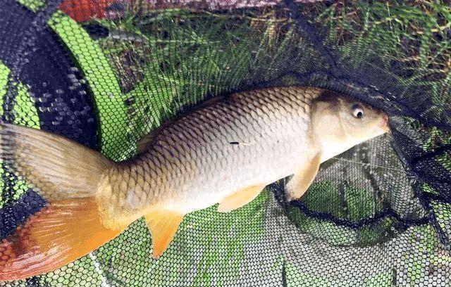 梦见梦自己吃大鲤鱼