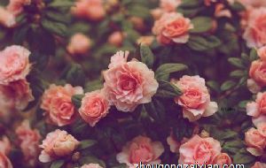 2021年最幸运的生肖有哪些