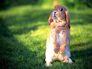 属兔2020年运势及运程