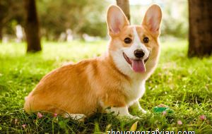 属狗2021年刑太岁相刑怎么化解，属狗全年运势如何这一年结婚好不好