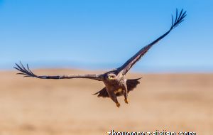 2021最适合创业的生肖都有谁