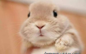 属兔2021年运势及运程