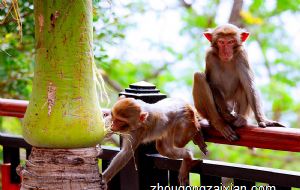 属猴2021年运势及运程