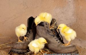 属鸡2021年运势及运程