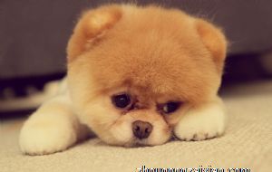 属狗2021年运势及运程