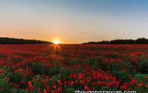 2021年11月生肖牛的财运好么 财运不顺谨慎投资