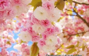 2022年属蛇的结婚大利月 属蛇结婚利月是几月