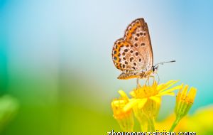 2022属虎值太岁注意什么 有什么禁忌